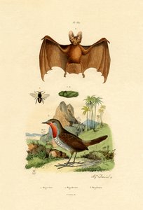Abeille coupe-feuille - French School